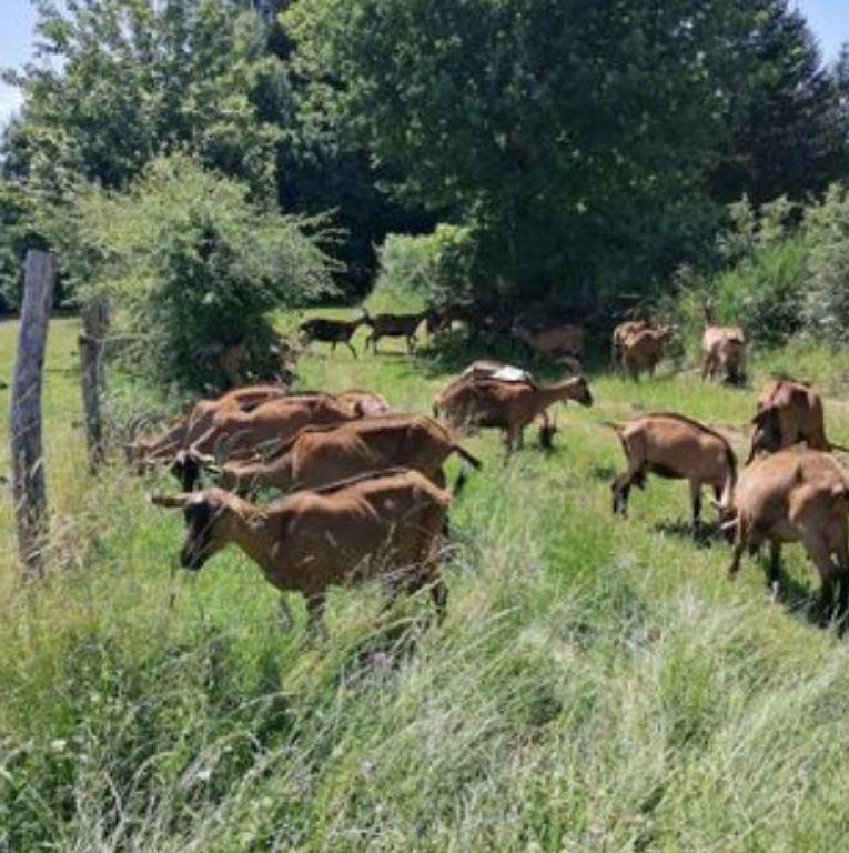 Les Caprines de Bouix