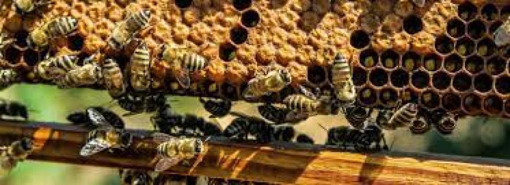 Apiculteur Marcel Bouttier