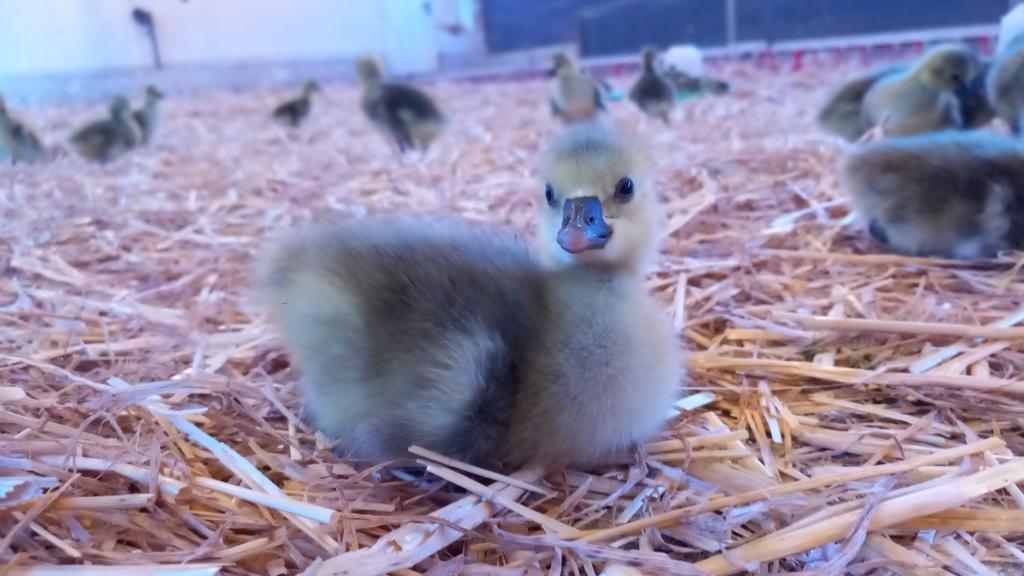 GAEC Issartier - La Butte aux Oies