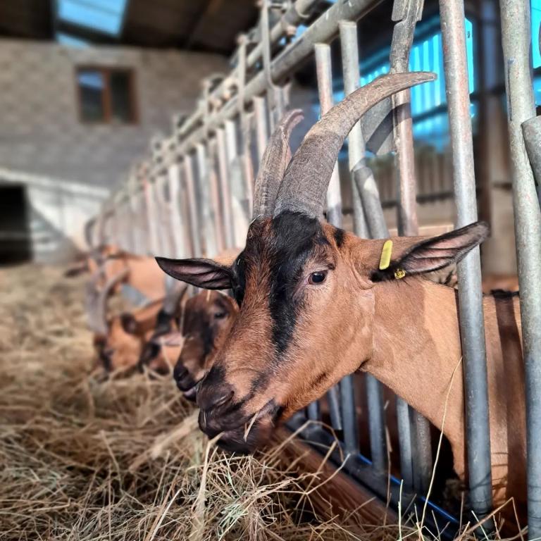 GAEC ferme du Puy de l'Aiguille