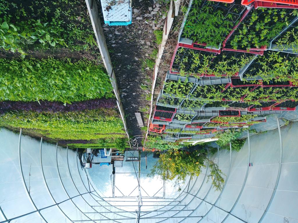 Les Simples de Sophie