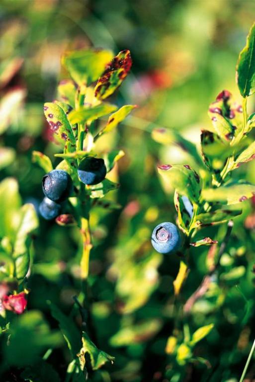 Le verger de la Guillaumie