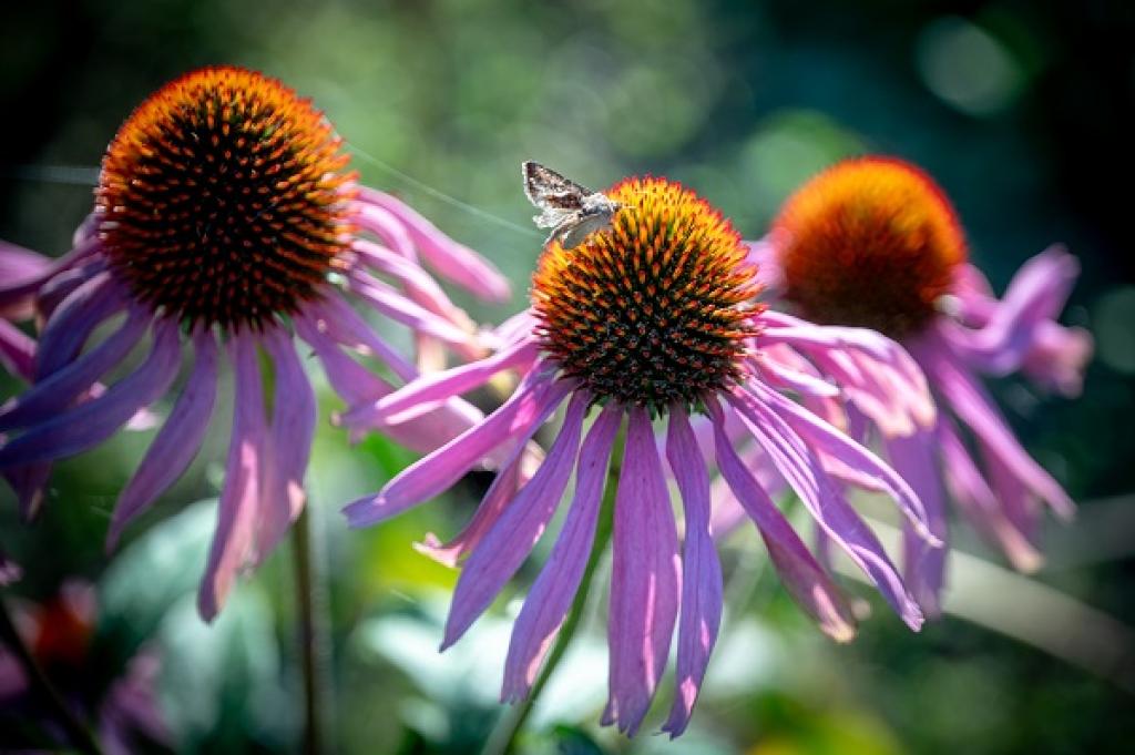 Le Comptoir d'Herboristerie