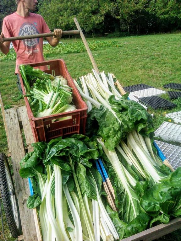 La ferme des Tuileries