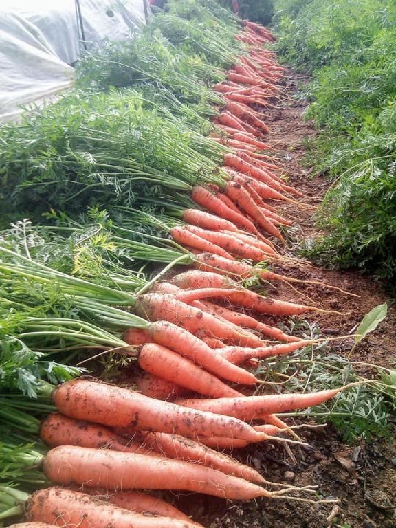 La ferme des Tuileries