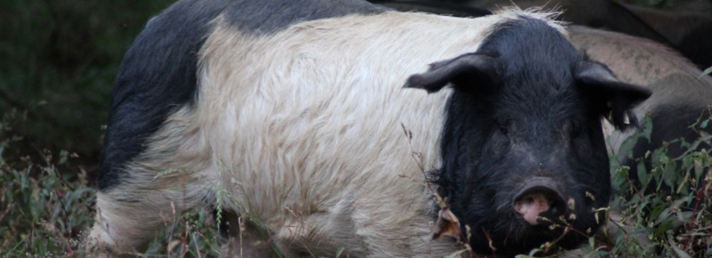 EARL élevage Peuch - Le P’tit Corrézien