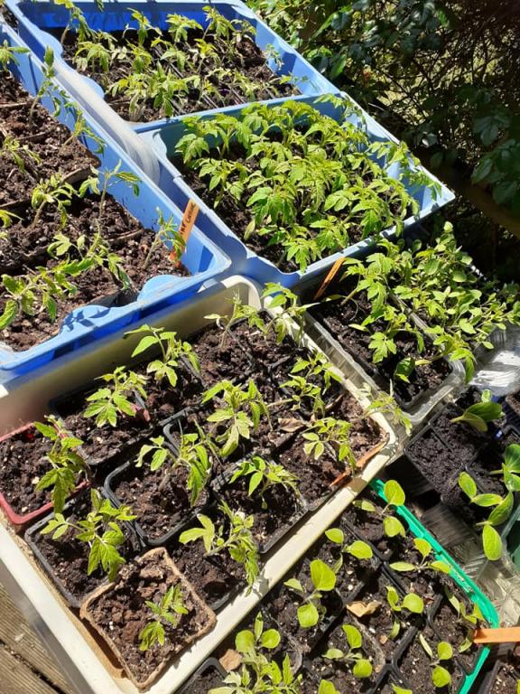 Le potager Saint-Martinois