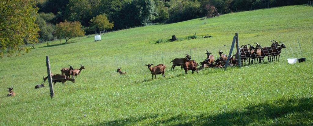 Ferme de la chèvre Bleue