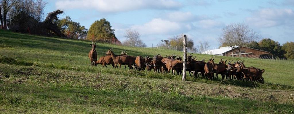 Ferme de la chèvre Bleue