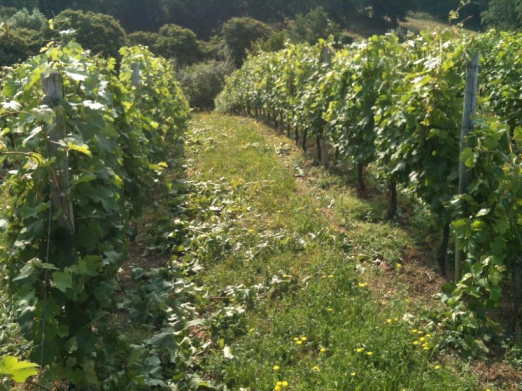 SCEA Couvent de la Providence