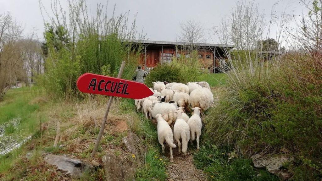 Le Battements d'ailes