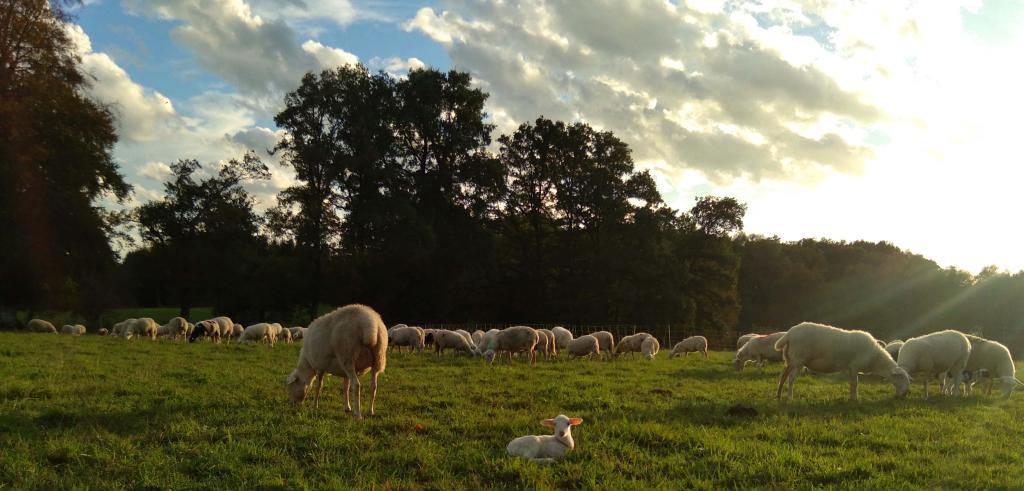 GAEC Revenons à nos moutons