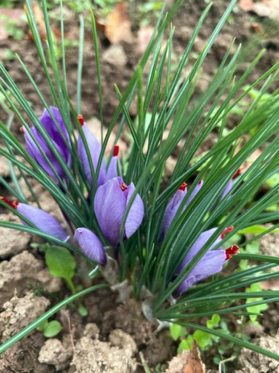 Safran de la vézère