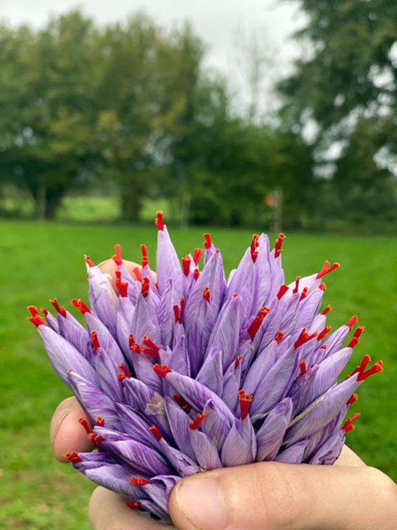 Safran de la vézère