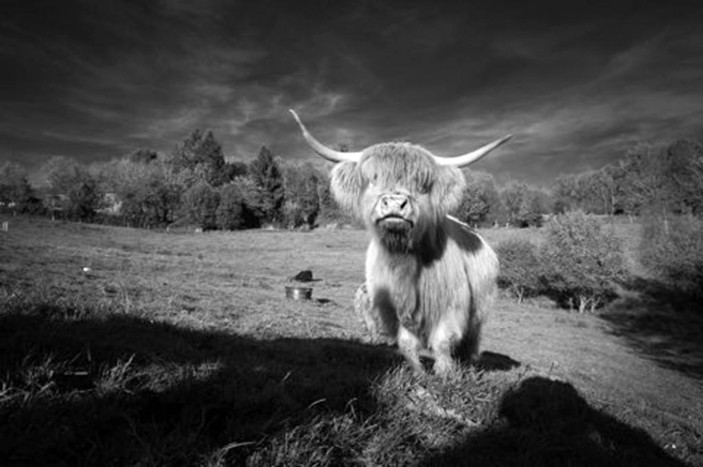 Safran de la vézère