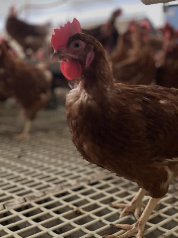 Du nid à l'assiette