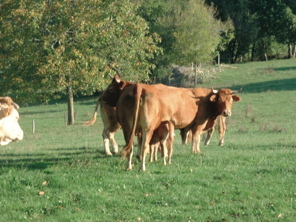 La Ferme des Collines