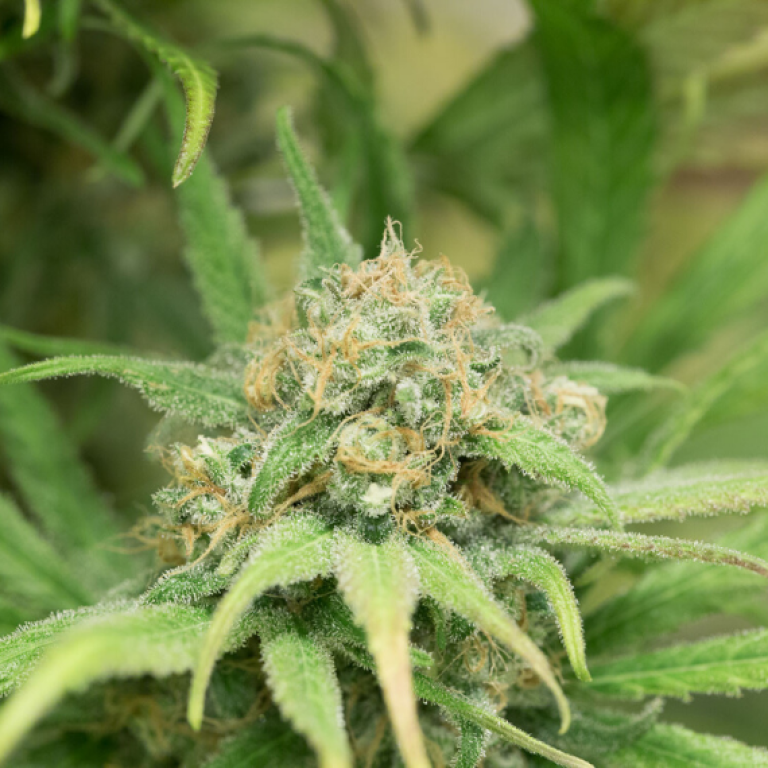 Ferme de la Bitarelle - SCEA Mompechin