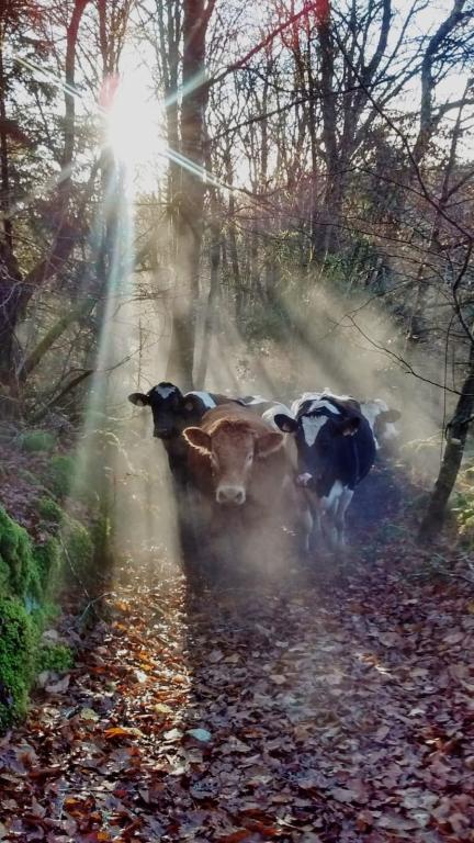 Ferme Fromagère Lou Roc