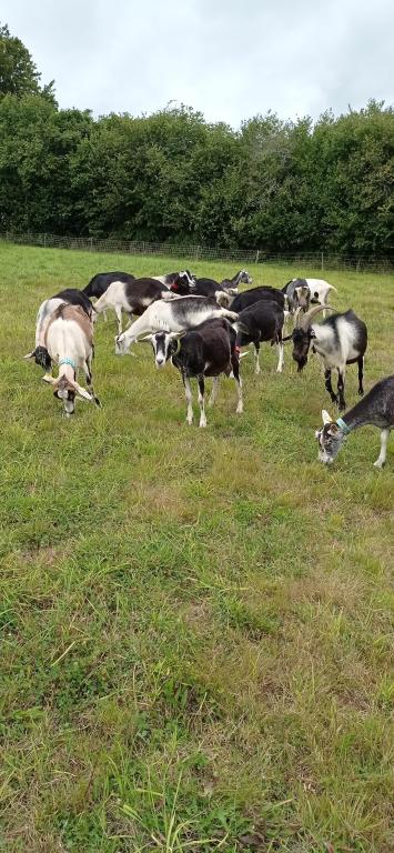 La chèvrerie du Chedal