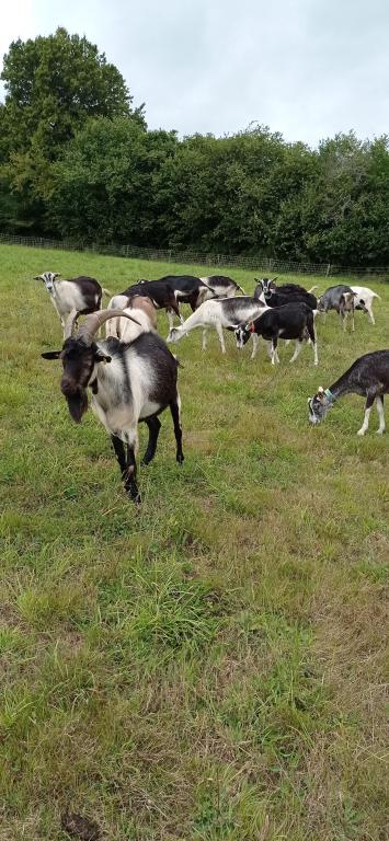 La chèvrerie du Chedal