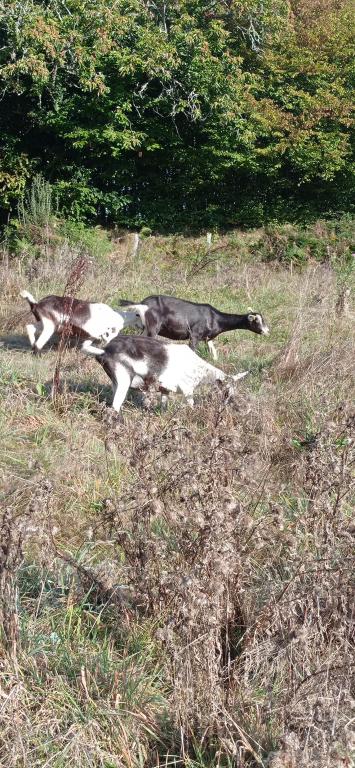 La chèvrerie du Chedal