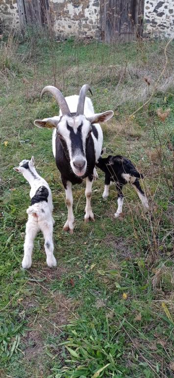 La chèvrerie du Chedal