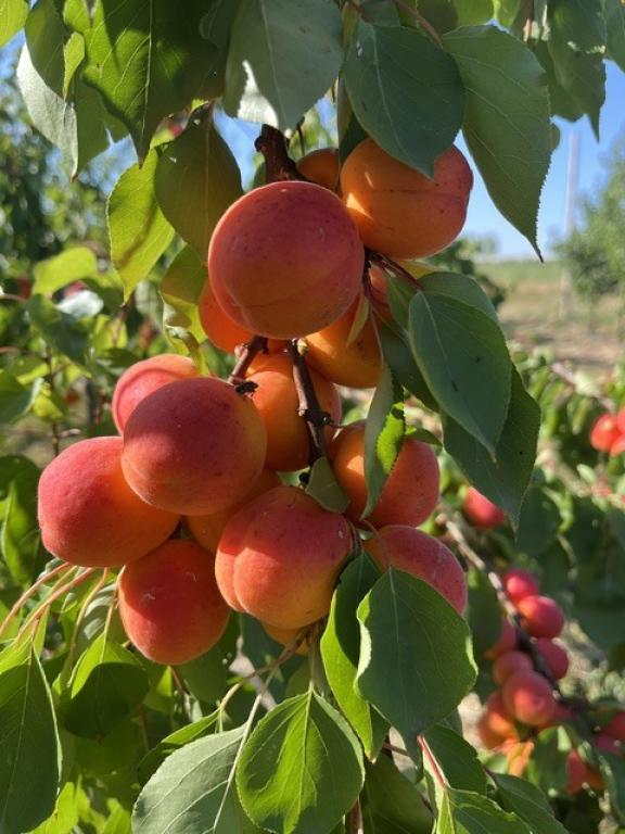 Toutifruits - Fruits du Maumont