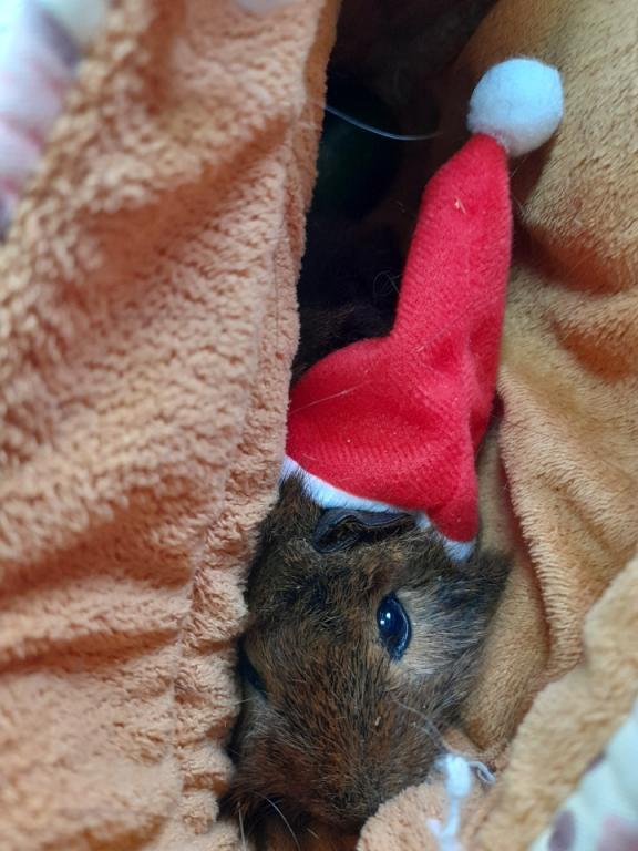 Ferme Pédagogique du Grand Chêne