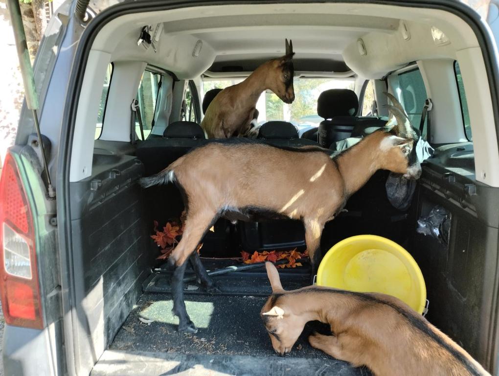 Ferme Pédagogique du Grand Chêne