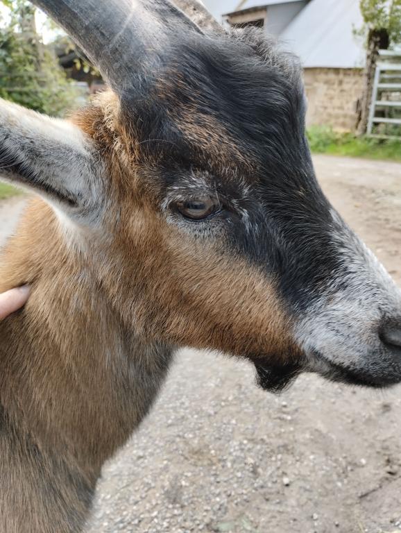 Ferme Pédagogique du Grand Chêne