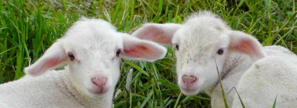 La ferme de Marjo'Laine