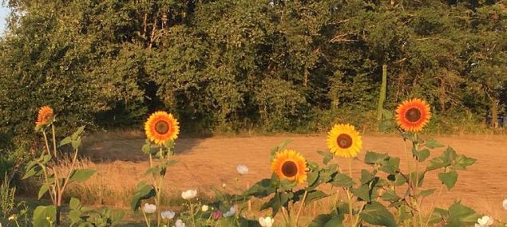 Les jardins de mamma pousse