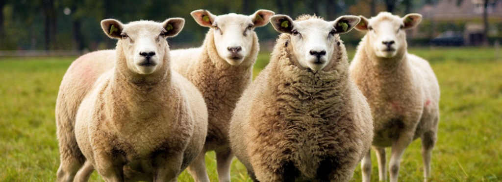 Les Paturages d'Heloïse