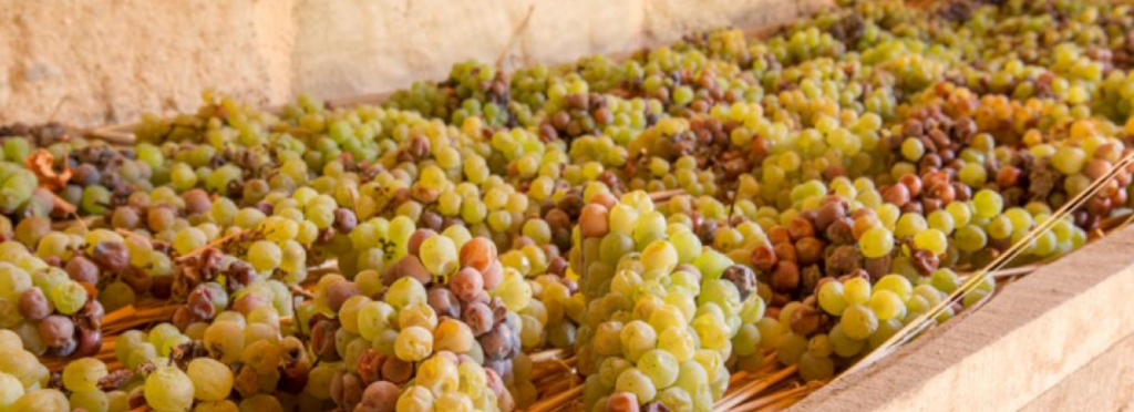 Domaine Champs du Cellier