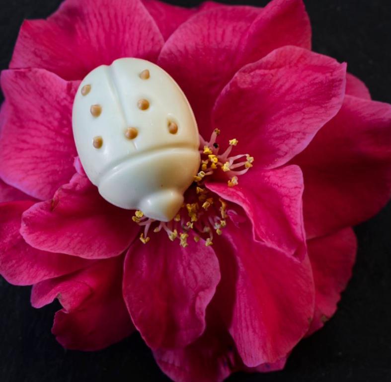 Chocolaterie Vimbelle