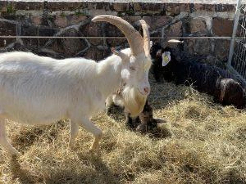Foire aux Chèvres