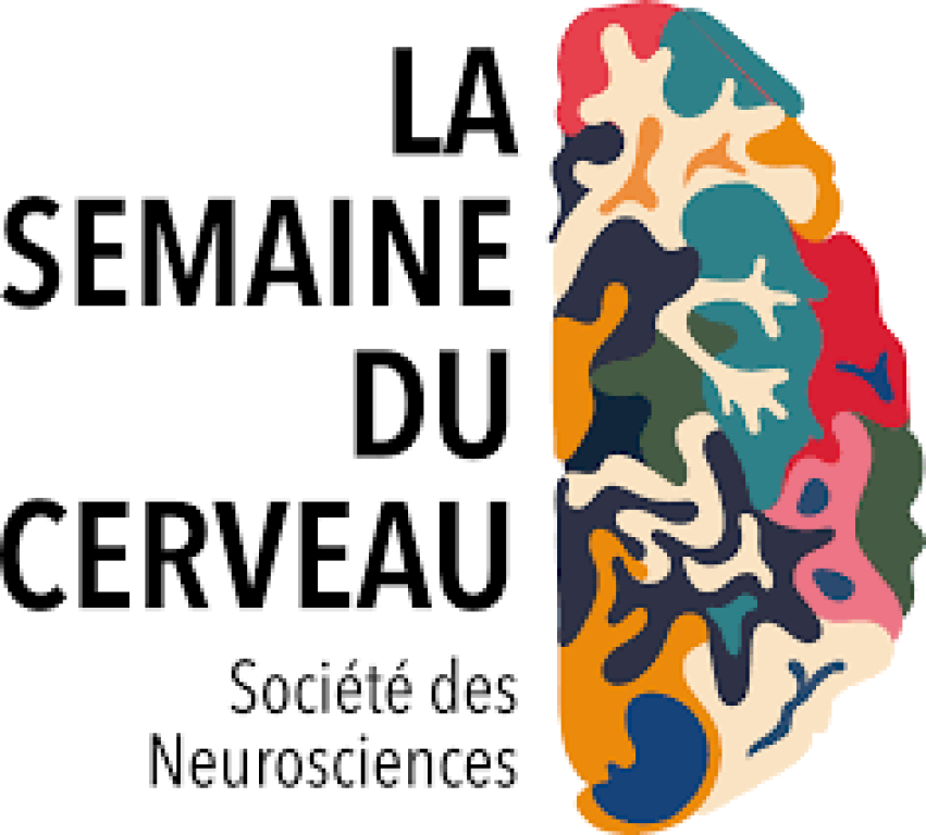 Semaine du Cerveau :  Révélations sur l’évolution du cerveau humain