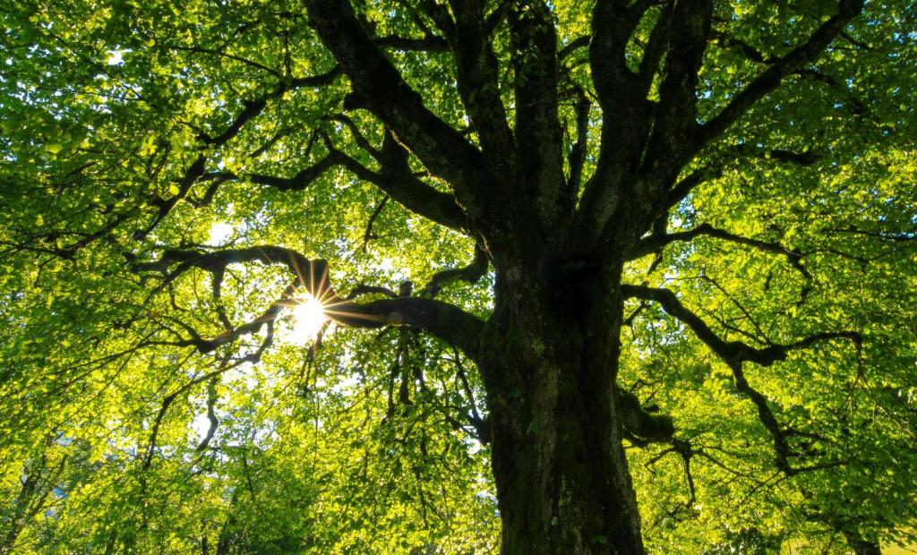 L'arbre qui cache la forêt, Réserve départementale de biodiversité