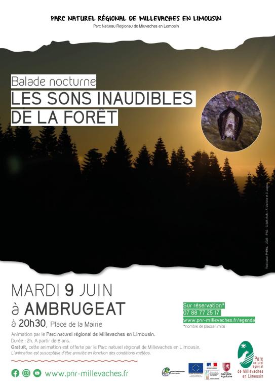 Balade nocturne : les sons inaudibles de la forêt
