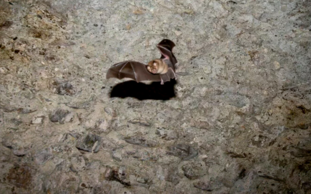 Les Nuits des Forêts aux Tours de Merle