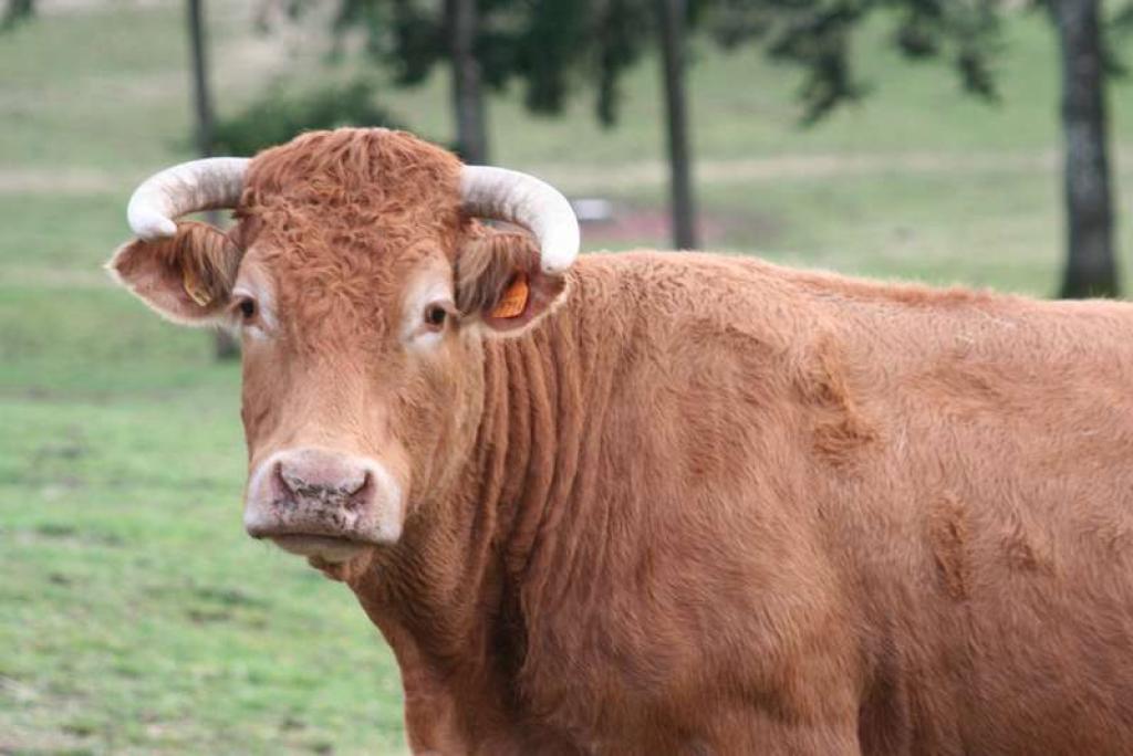 Comice agricole de Palazinges
