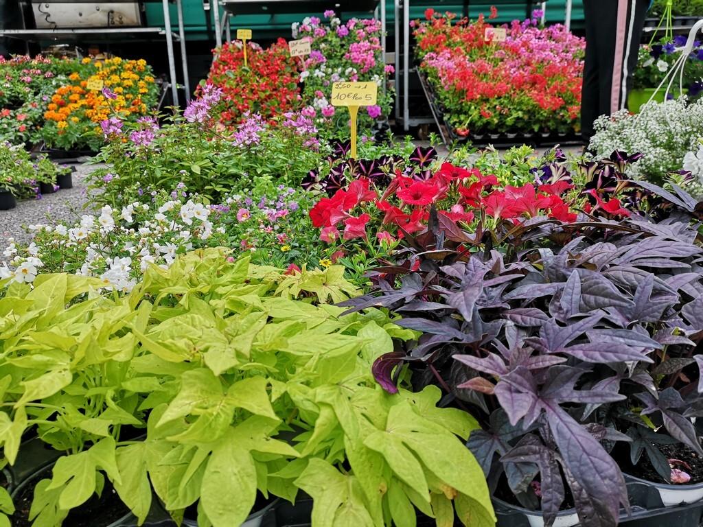 Foire aux plants