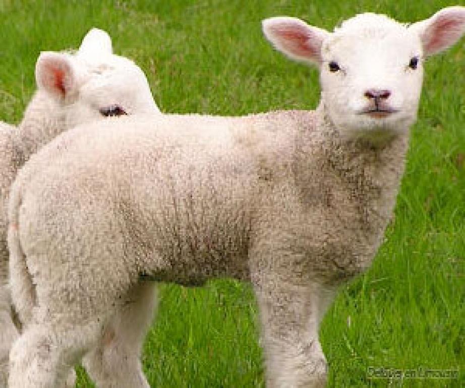 Foire du 1er mai à Meilhards