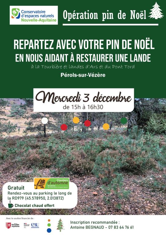 Opération pin de Noël
