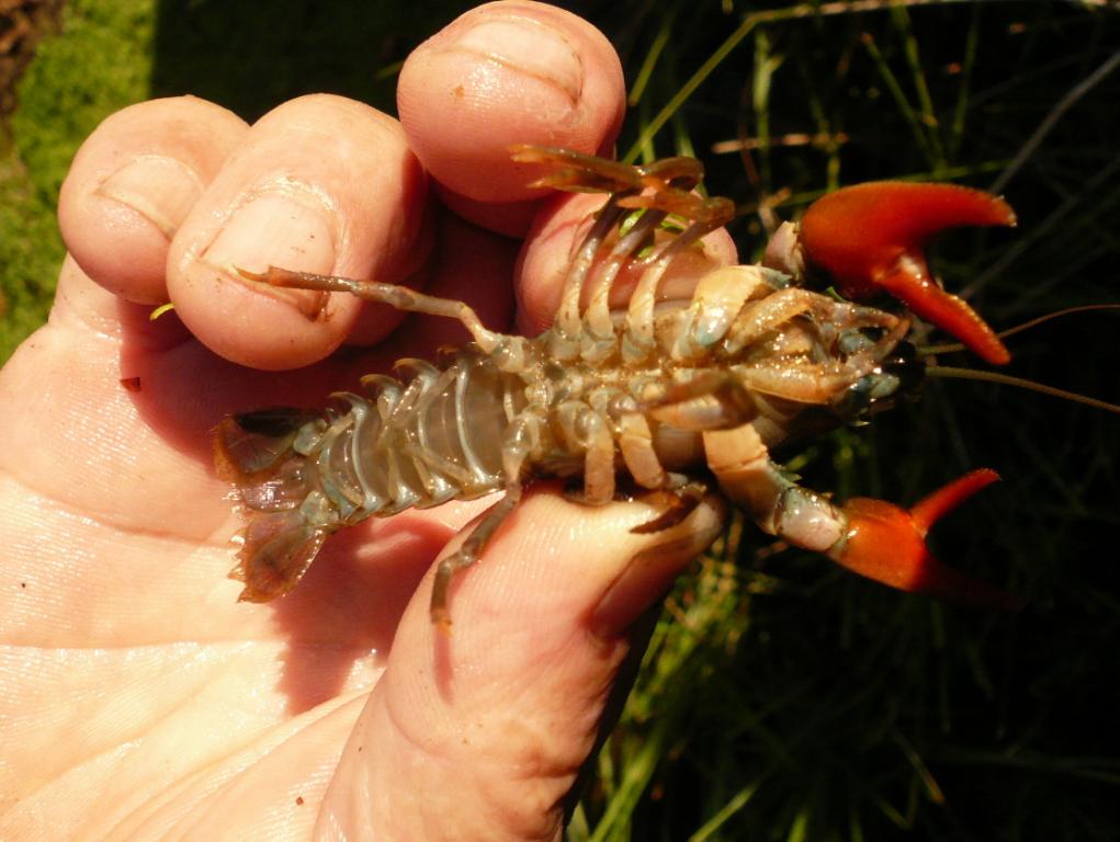 Pêche à l'écrevisse