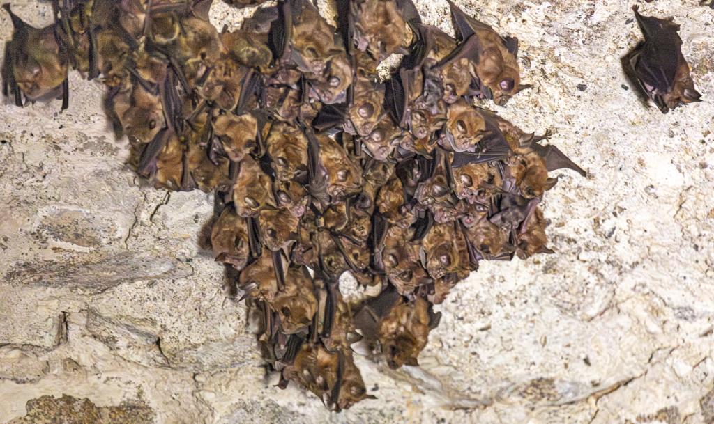 La nuit de la chauve-souris aux Tours de Merle