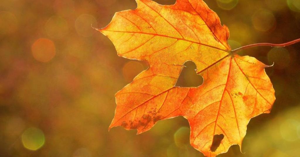 Fête de l'automne