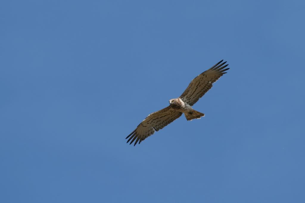 Découverte des rapaces des gorges de la Dordogne