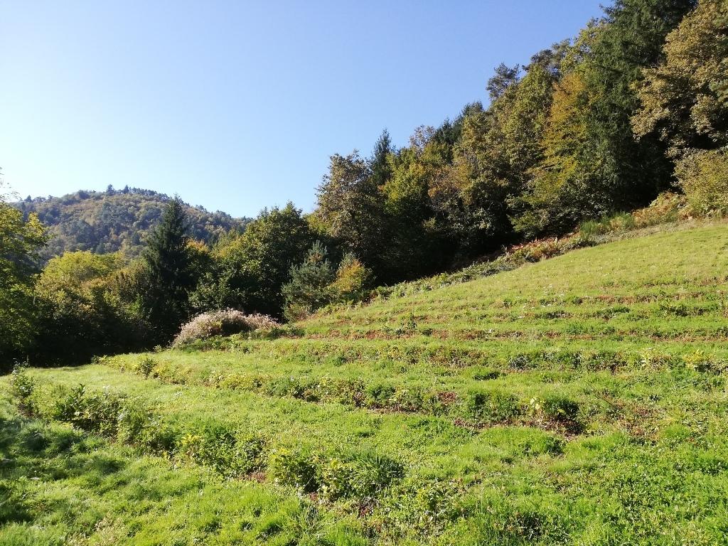 Visite de la ferme Thé 19